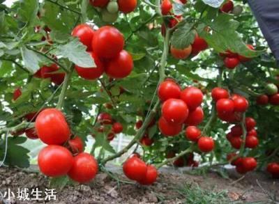 蔬菜定植后迟迟不生长，这是为何？