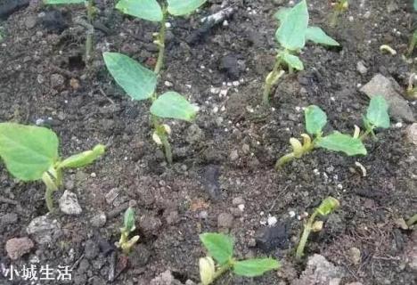蔬菜定植后迟迟不生长，这是为何？