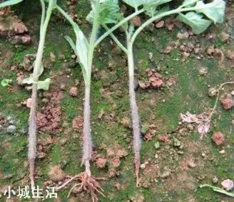 蔬菜定植后迟迟不生长，这是为何？