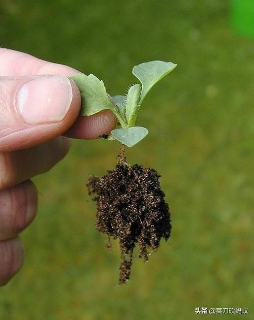 蔬菜定植后迟迟不生长，这是为何？