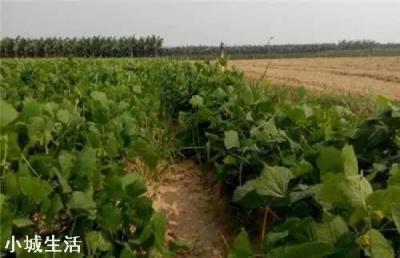 蔬菜定植后迟迟不生长，这是为何？