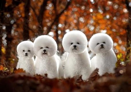 比熊犬训练方法技巧,让它又乖又听话!