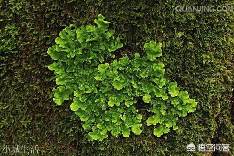 苔藓是什么植物？