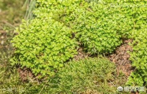 苔藓是什么植物？