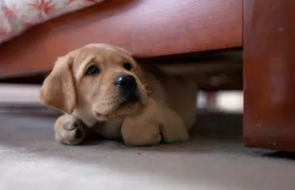 狗狗胆小是天生的吗 狗狗胆小怎么训练