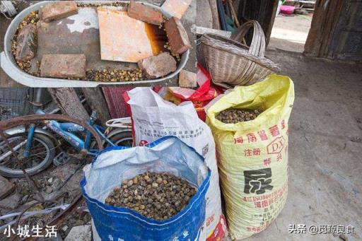 农村榨油剩下的油渣，为啥能抵榨油钱？有啥用处？