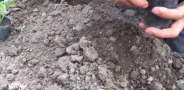 为什么农村在移栽蔬菜秧苗的时候会多带些泥土？