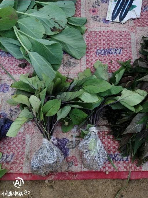为什么农村在移栽蔬菜秧苗的时候会多带些泥土？