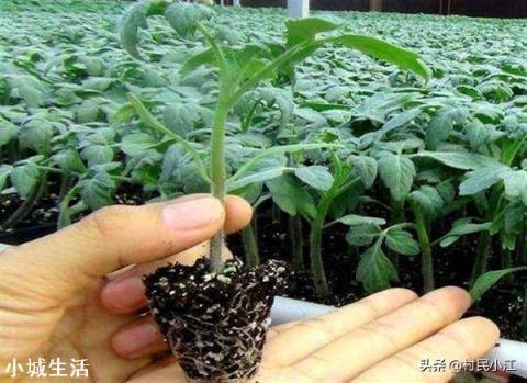 为什么农村在移栽蔬菜秧苗的时候会多带些泥土？