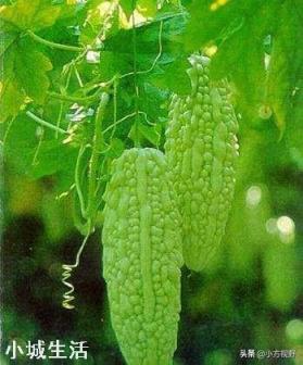 苦瓜与长豆角可套种吗?