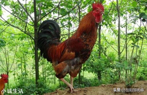 在农村搞土鸡养殖，是养母鸡好还是养公鸡好？