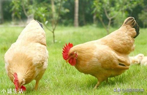 在农村搞土鸡养殖，是养母鸡好还是养公鸡好？