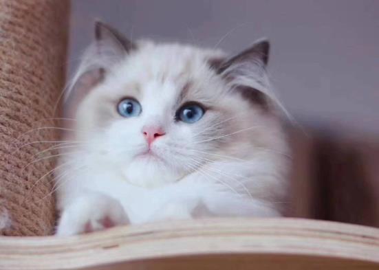 猫咪能吃猫薄荷吗?做猫咪营养餐要注意什么事项?