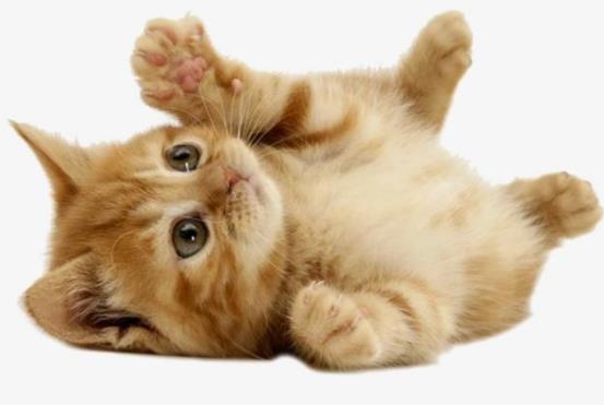 猫咪能吃猫薄荷吗?做猫咪营养餐要注意什么事项?