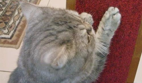 如何防止猫咪抓墙?改掉猫咪用爪子挠墙的坏习惯!