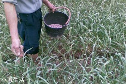 下雨后化肥撒地里行吗?