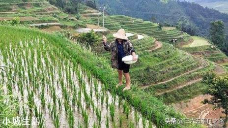 下雨后化肥撒地里行吗?