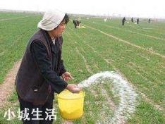 下雨后化肥撒地里行吗?