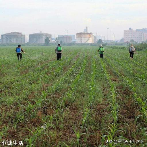 下雨后化肥撒地里行吗?