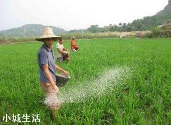 下雨后化肥撒地里行吗?