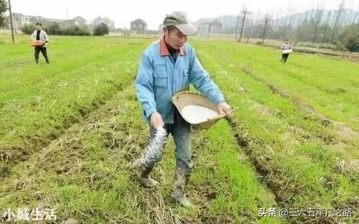 下雨后化肥撒地里行吗?