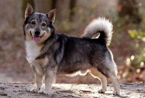 怎么训练柯基犬?柯基犬的服从性训练方法!