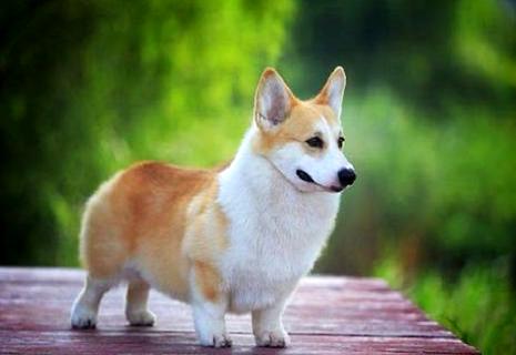 怎么训练柯基犬?柯基犬的服从性训练方法!