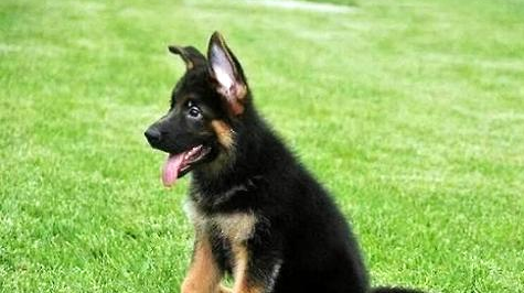 德国牧羊犬怎么训练?德国牧羊犬最佳训练时间!