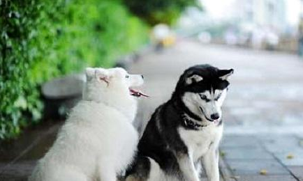 教你怎样训练萨摩耶犬?萨摩耶训练方法!