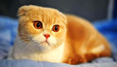 猫咪是不是吃猫粮比较好?正确喂养喵星人的方式!