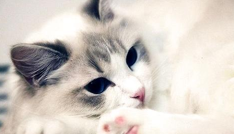 猫咪吐出一滩水是在吐毛球吗?猫咪呕吐情况!