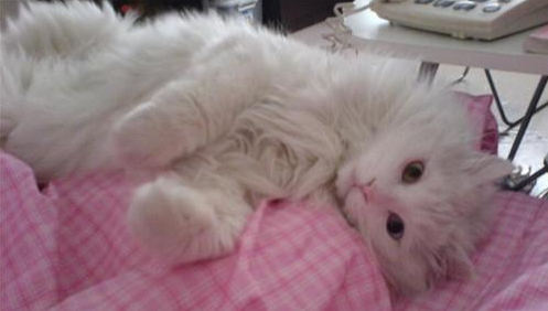 如何取消猫咪的爱心叫醒,铲屎官要怎么委婉拒绝?