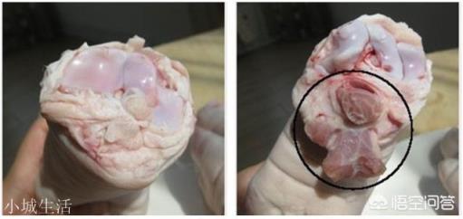豬蹄是前爪好還是后爪好？哪個肉質比較好？