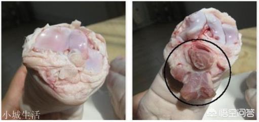豬蹄是前爪好還是后爪好？哪個肉質比較好？