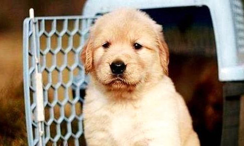 金毛多大开始训练?教你如何训练金毛犬!