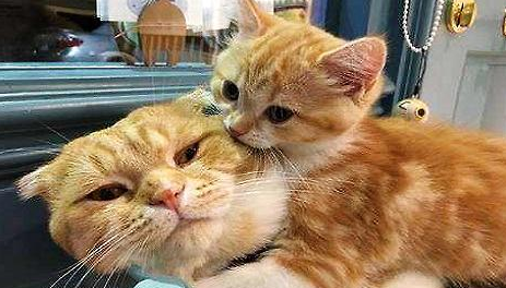 小猫应该如何喂养?猫咪喂养方法!