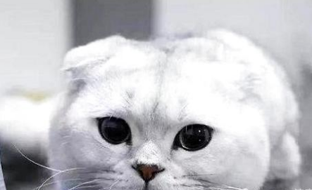 得了猫鼻支的猫咪是不是会流眼泪?一个合格的铲屎官必看!