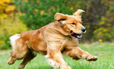 犬瘟后期有什么症状你知道吗?请务必将此文章看完!