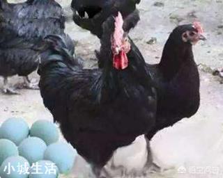 小雞不打疫苗能行嗎？