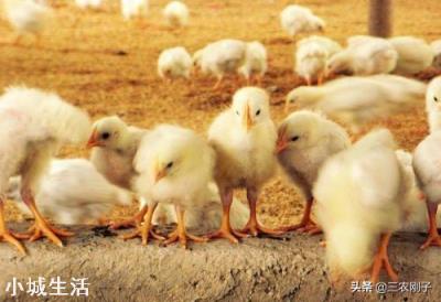 小雞不打疫苗能行嗎？