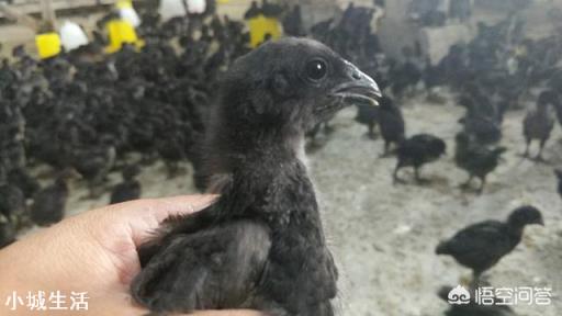 小雞不打疫苗能行嗎？