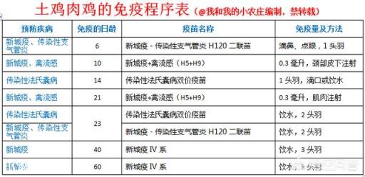 小雞不打疫苗能行嗎？