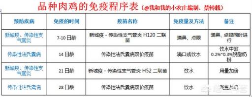 小雞不打疫苗能行嗎？
