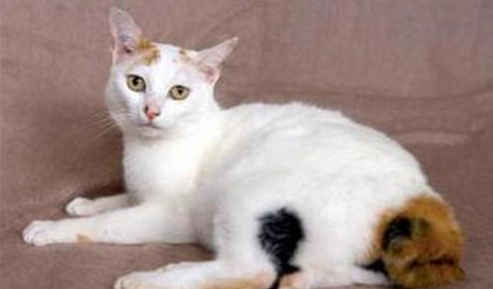 日本短尾猫训练方法,用这些方法分分钟提高!