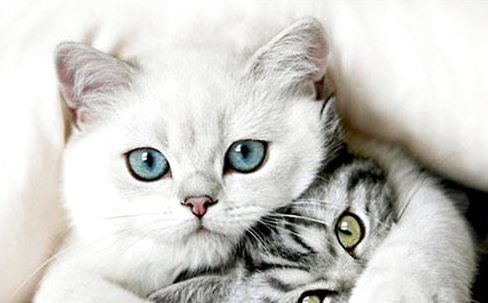猫泌尿感染怎么办?猫泌尿系统疾病的检查方法!