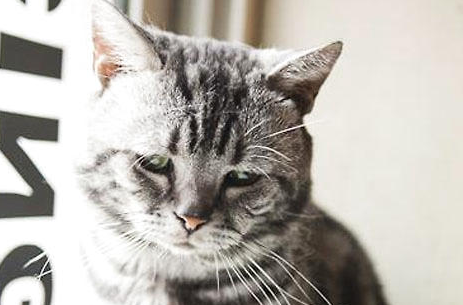 猫咪焦虑抑郁症的管理与保健,新手撸猫必看!
