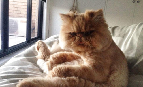 猫咪上呼吸道感染防治的几个措施,新手养猫必看!