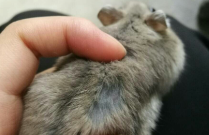 仓鼠毛发怎么打理 仓鼠有没有换毛的季节啊