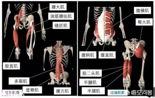 盆骨前倾怎样利用运动纠正?