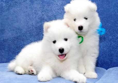 怎么样训练萨摩耶犬?手把手教你训练萨摩耶犬!
